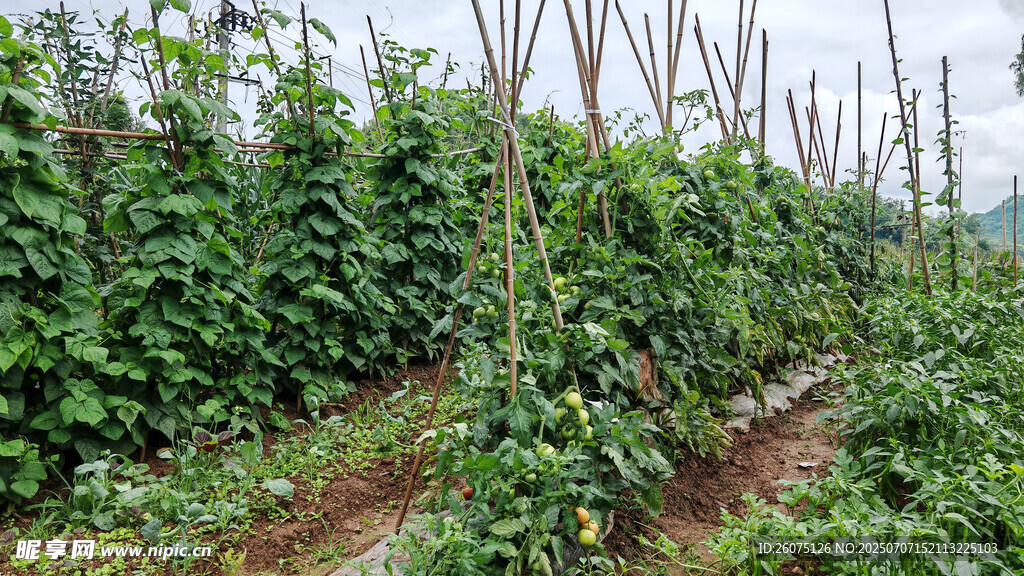 田园瓜地种植园景象
