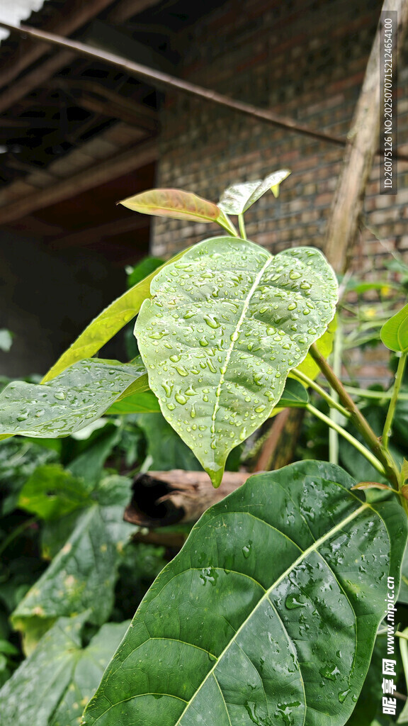 绿叶繁茂的植物特写