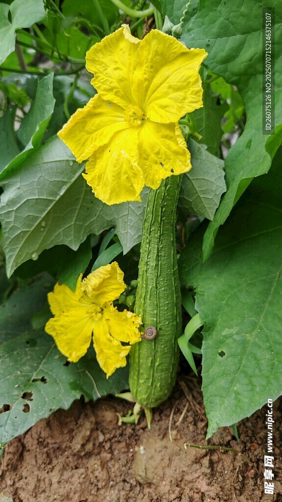 丝瓜藤上的黄花与果实