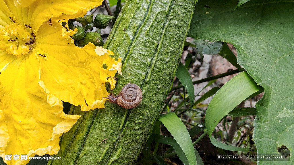 藤蔓上的蜗牛与黄色花朵