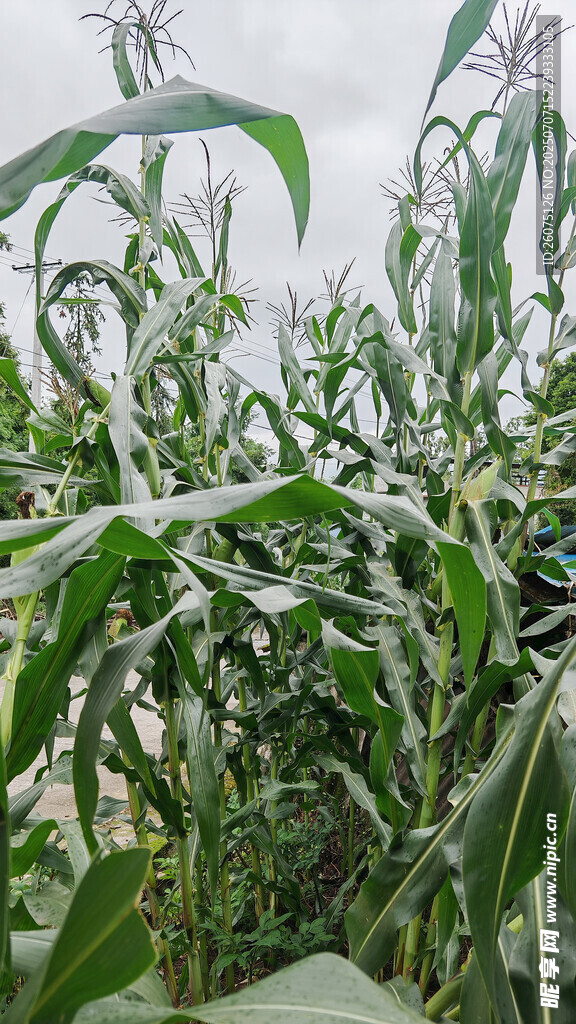 田间茂盛的玉米植株