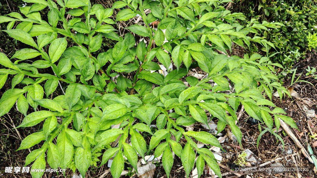 茂密魔芋叶展现自然生机