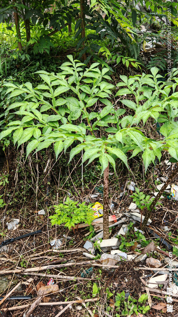丛林中的魔芋植株