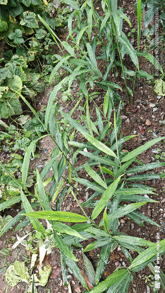 田间生姜植株生长景象