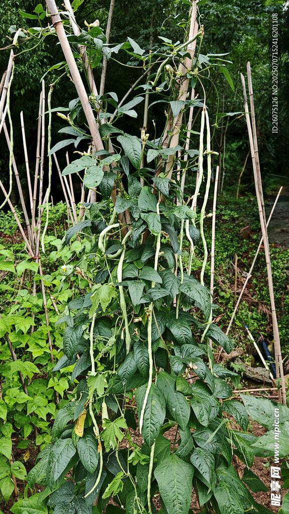 田间生长的繁茂绿色植物