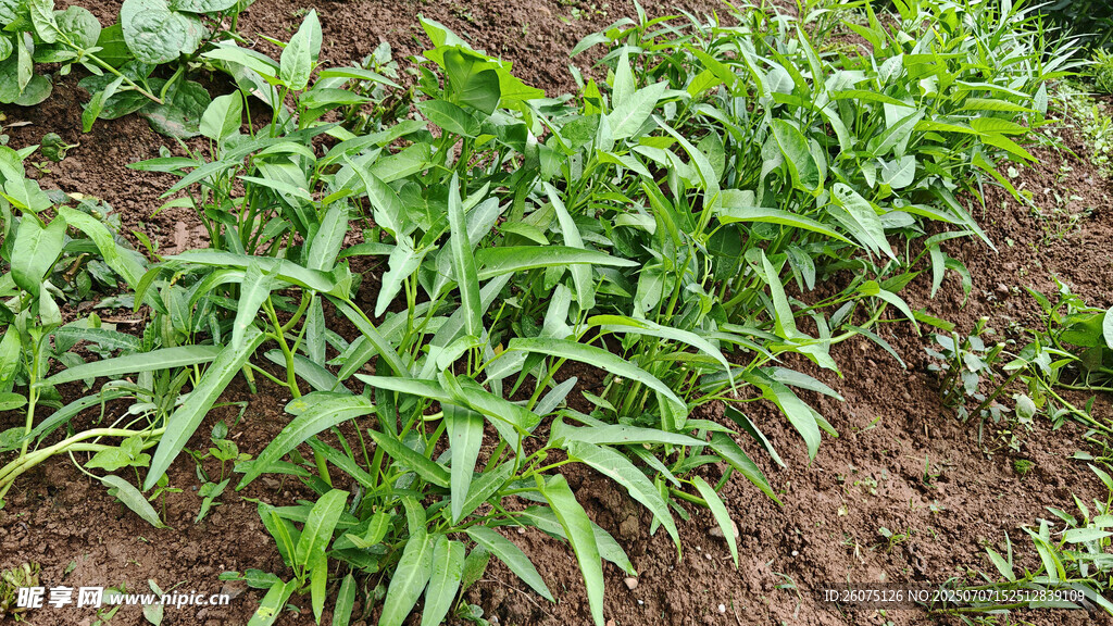 田间嫩绿蔬菜茁壮成长