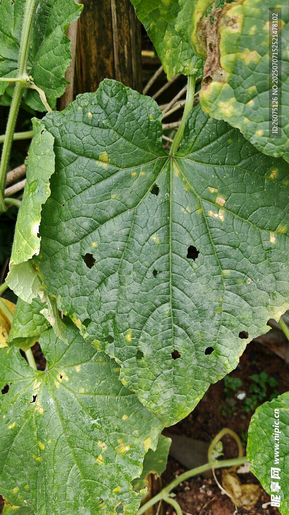 长满虫洞的绿色瓜类植物叶片