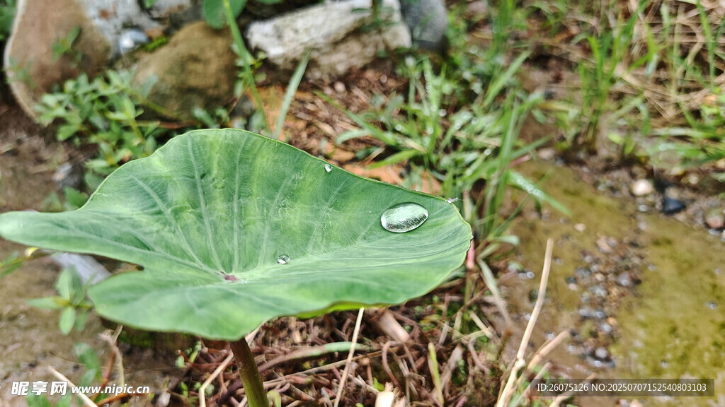 巨大绿叶生长于潮湿环境