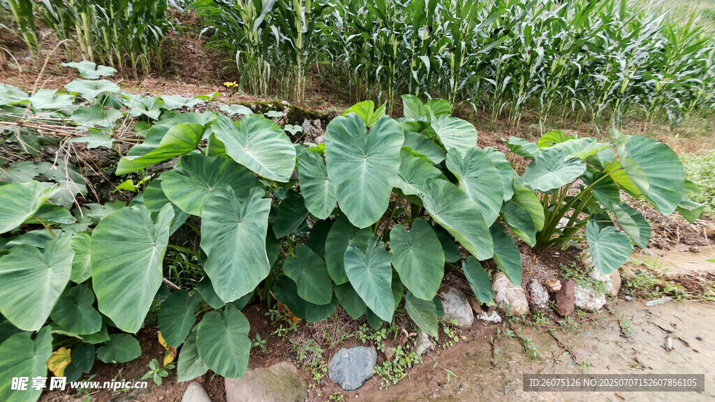 农田里的大叶片绿色植物