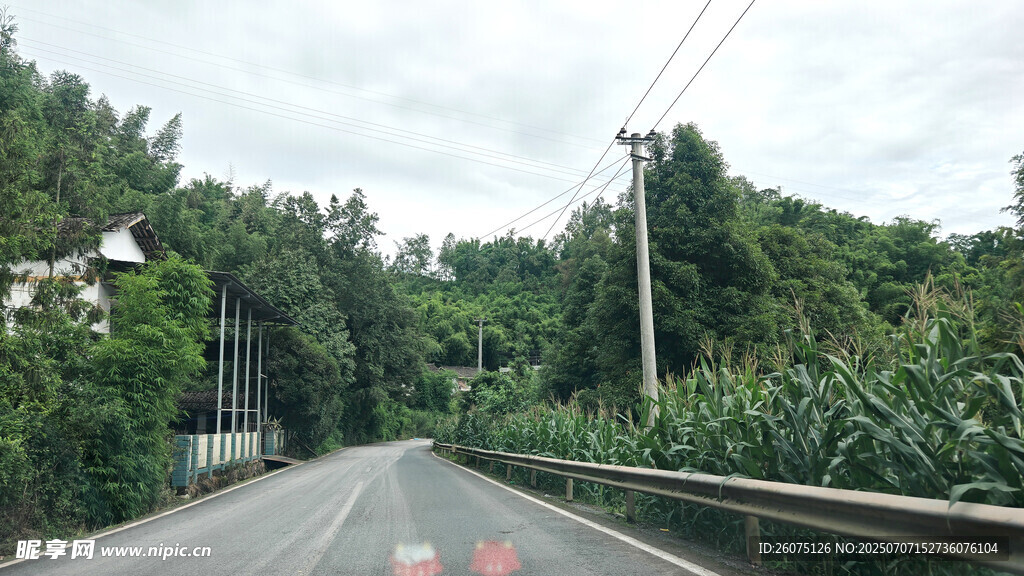 乡村公路旁的葱郁树林