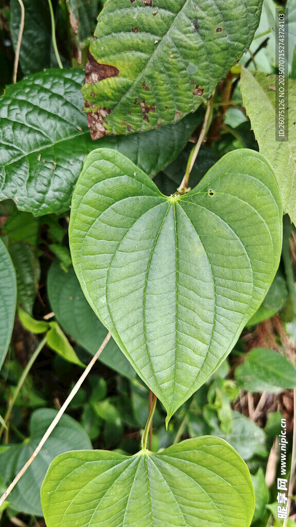 心形绿叶植物特写