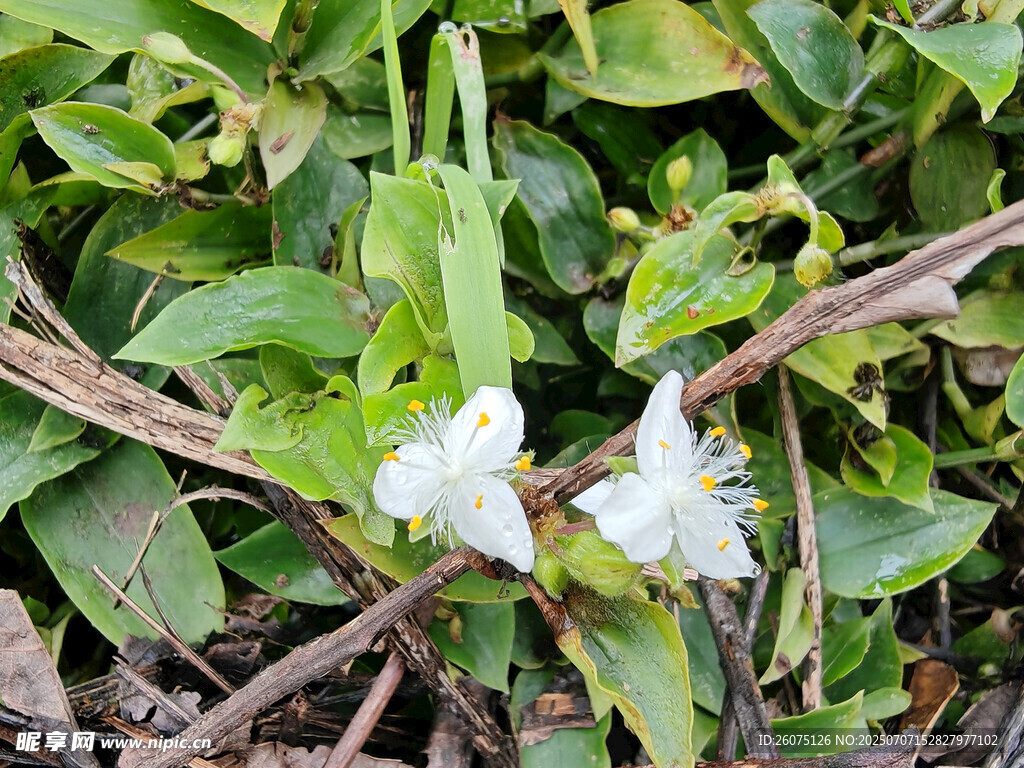 绿叶丛中的白色花朵