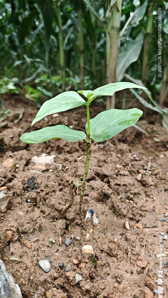 嫩绿幼苗破土而出