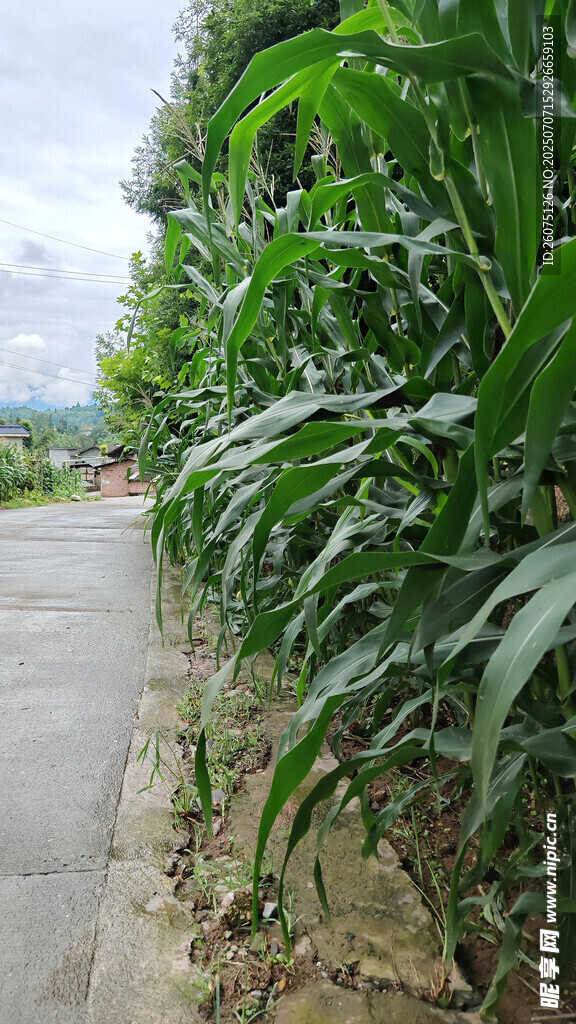 路边茂盛的高大玉米植株