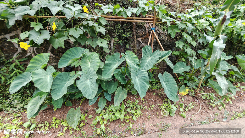 菜园里的茂盛瓜藤植物
