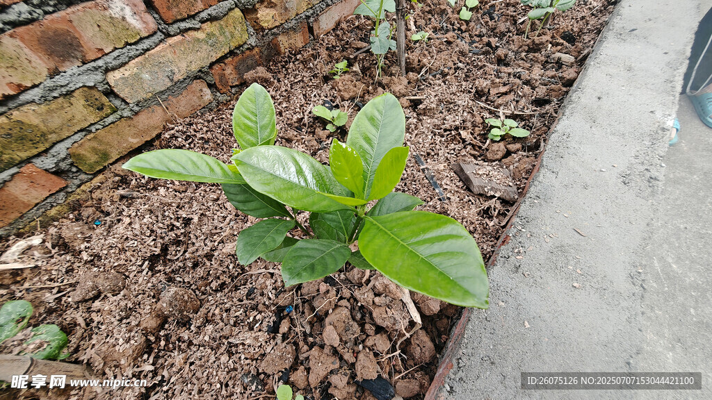 泥土中的栀子花树