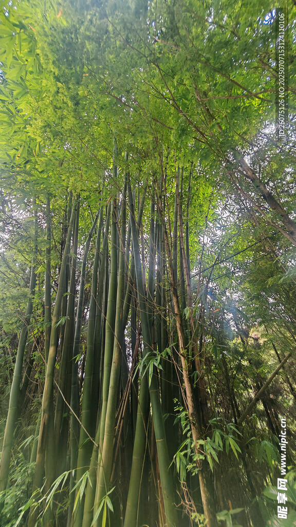 茂密竹林