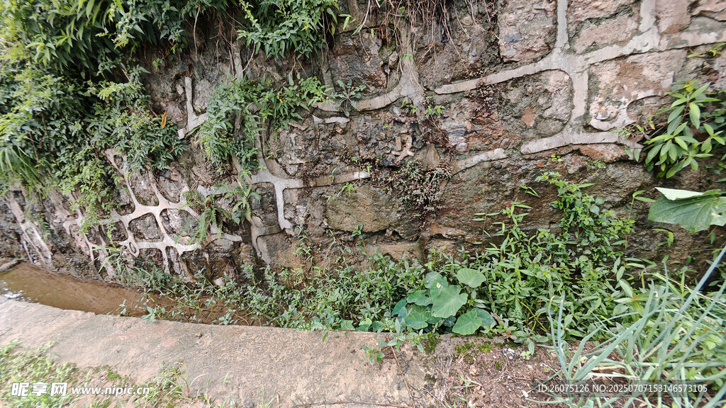 石墙边的绿植景观