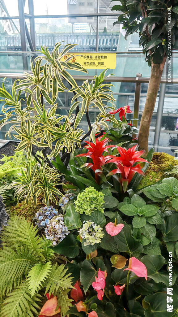 室内多彩植物景观