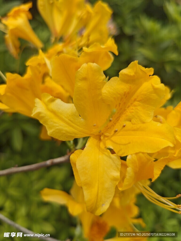 风铃木