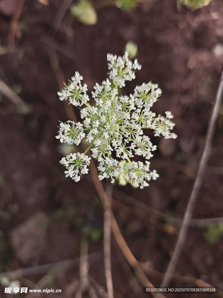 白色小花特写