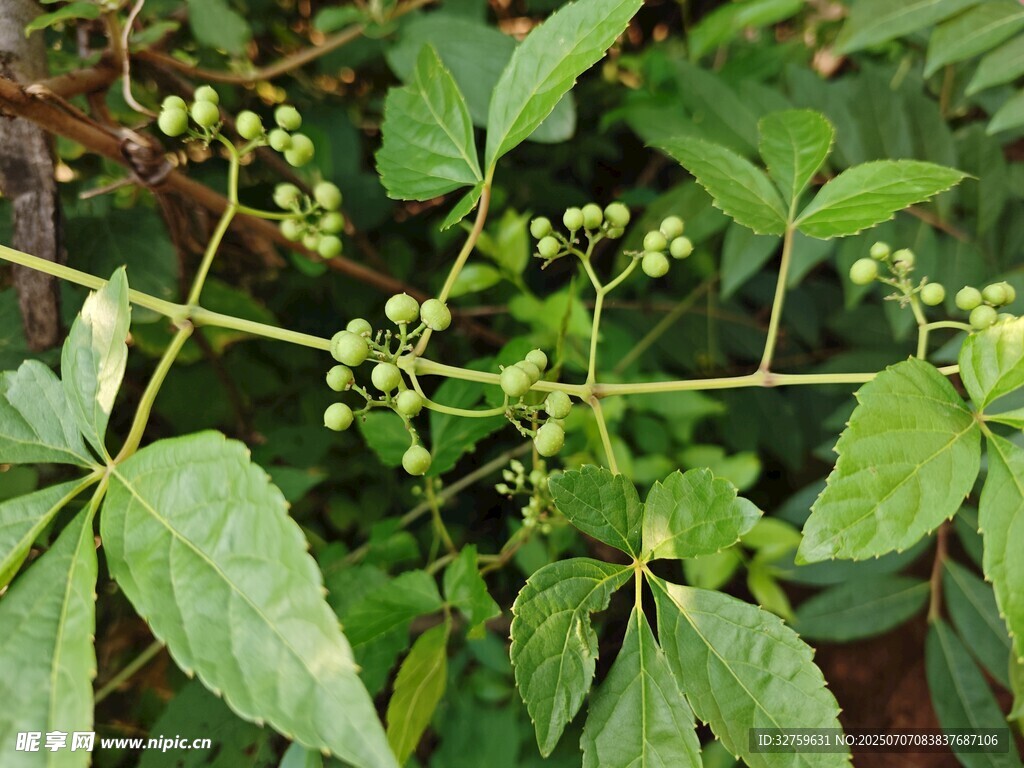 绿叶间的小果植物