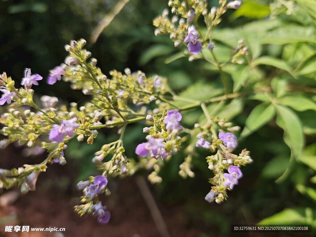 紫色小花植物特写