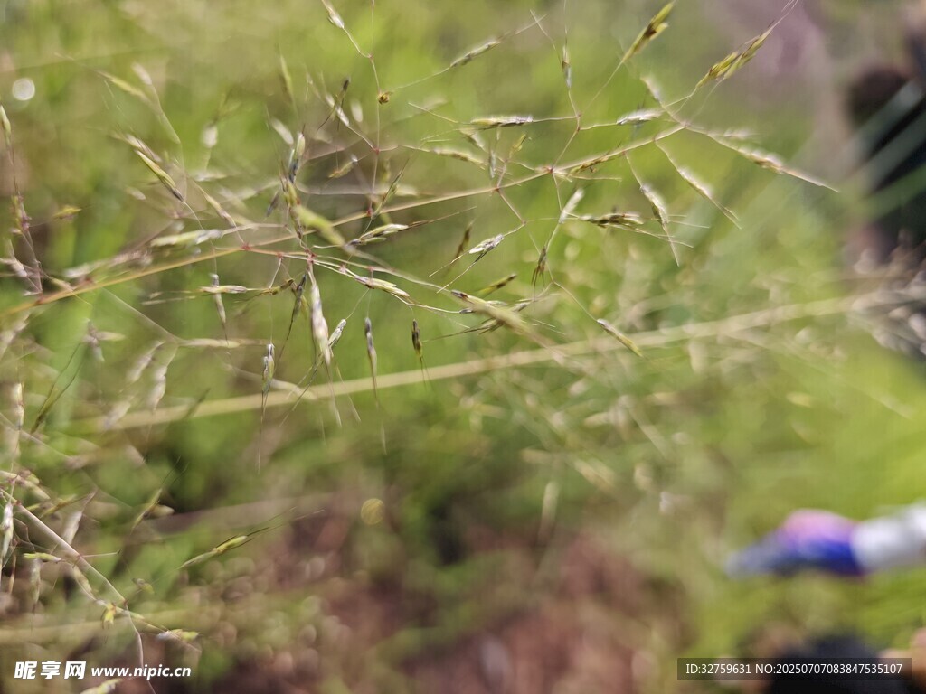 野外丛生的绿色植物