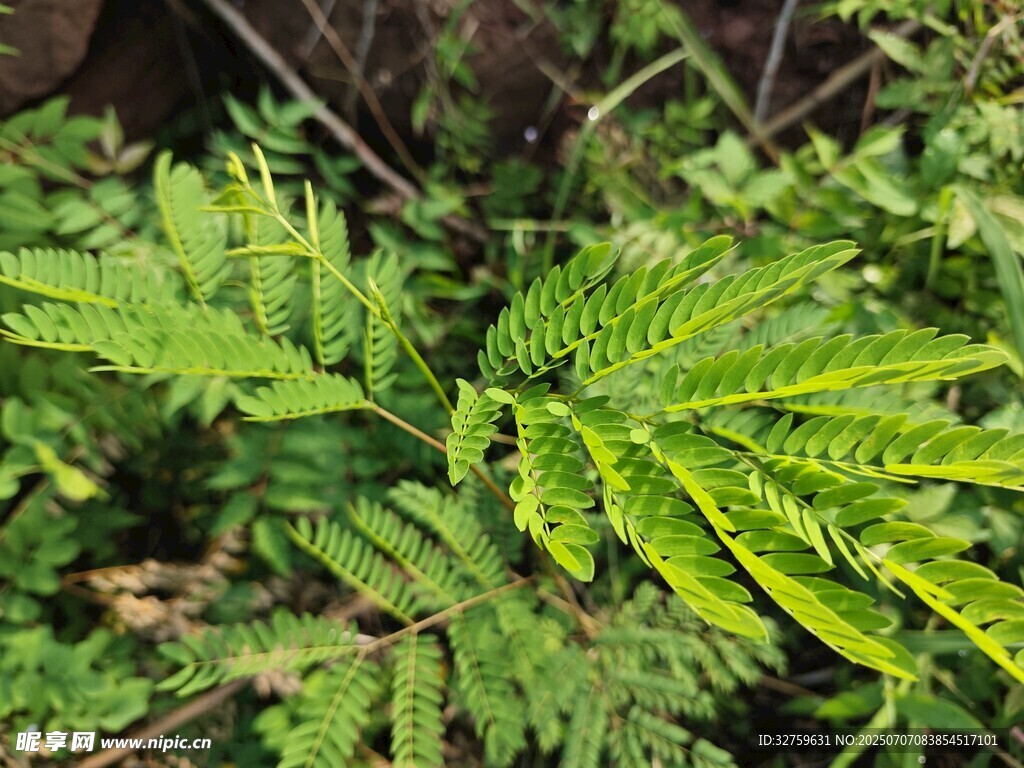 翠绿蕨类植物特写