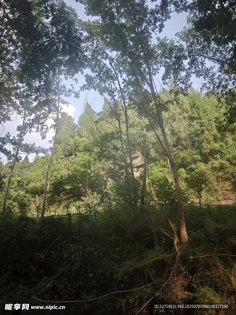 林间绿意盎然的自然景致