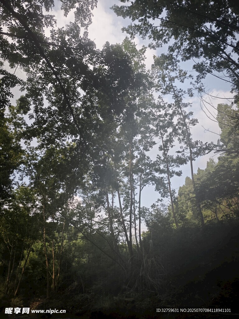 阳光穿透树林的静谧景象
