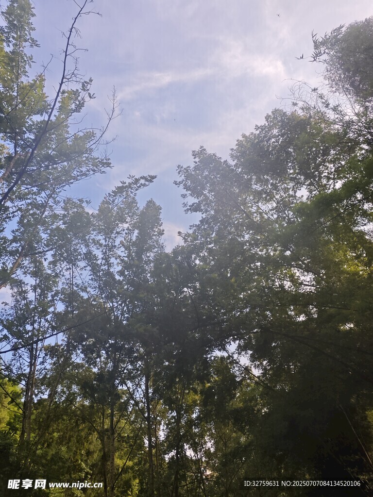 阳光穿透树林的自然美景