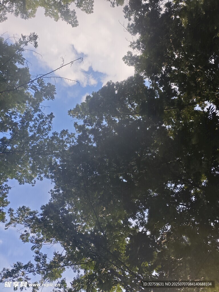 仰视树冠间的蓝天白云