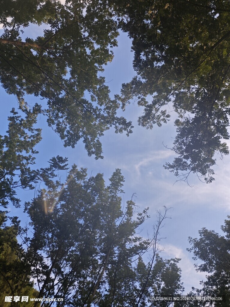 仰望树冠间的蓝天