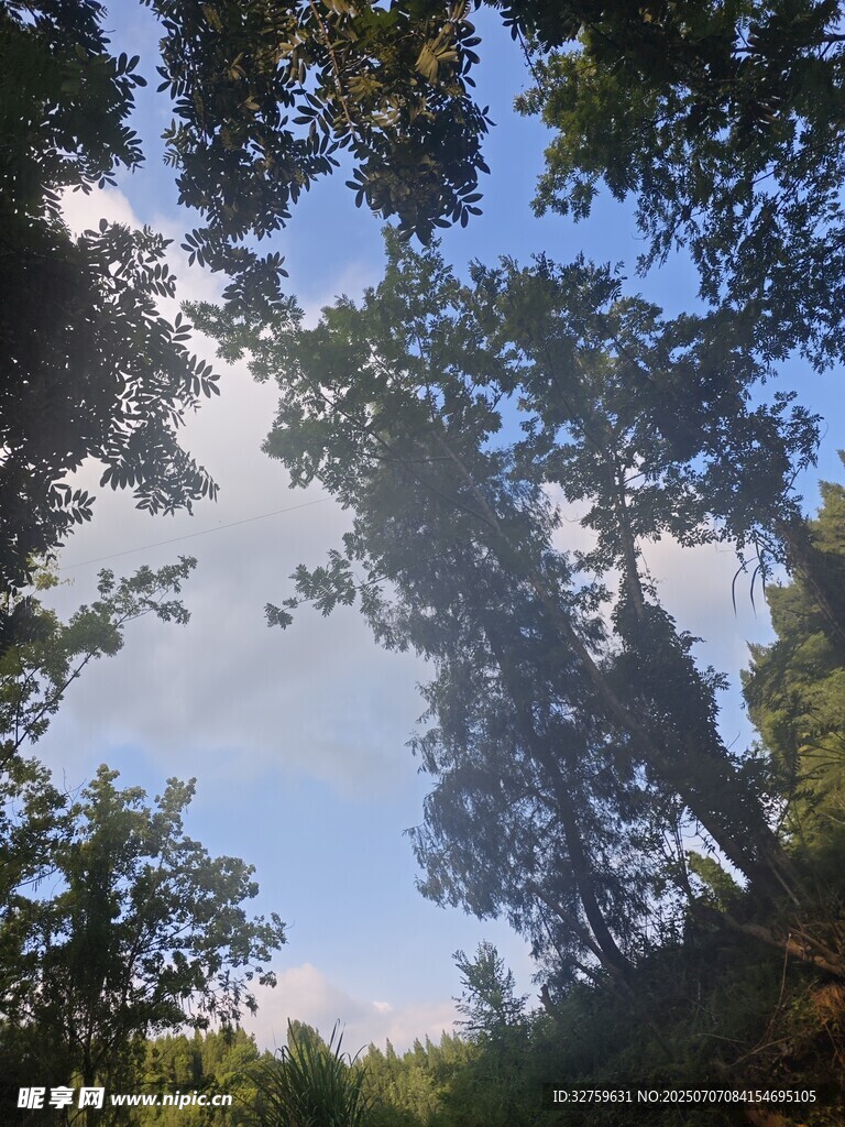 林间仰望蓝天绿树美景