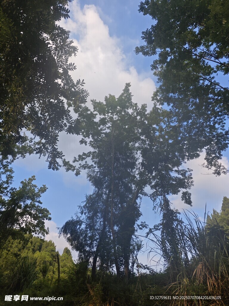 林间仰望蓝天绿树美景