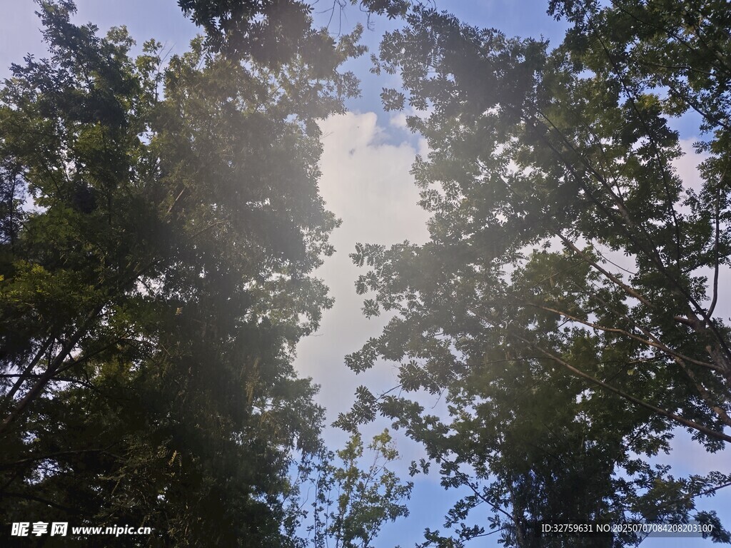 阳光透过树叶洒下的美景