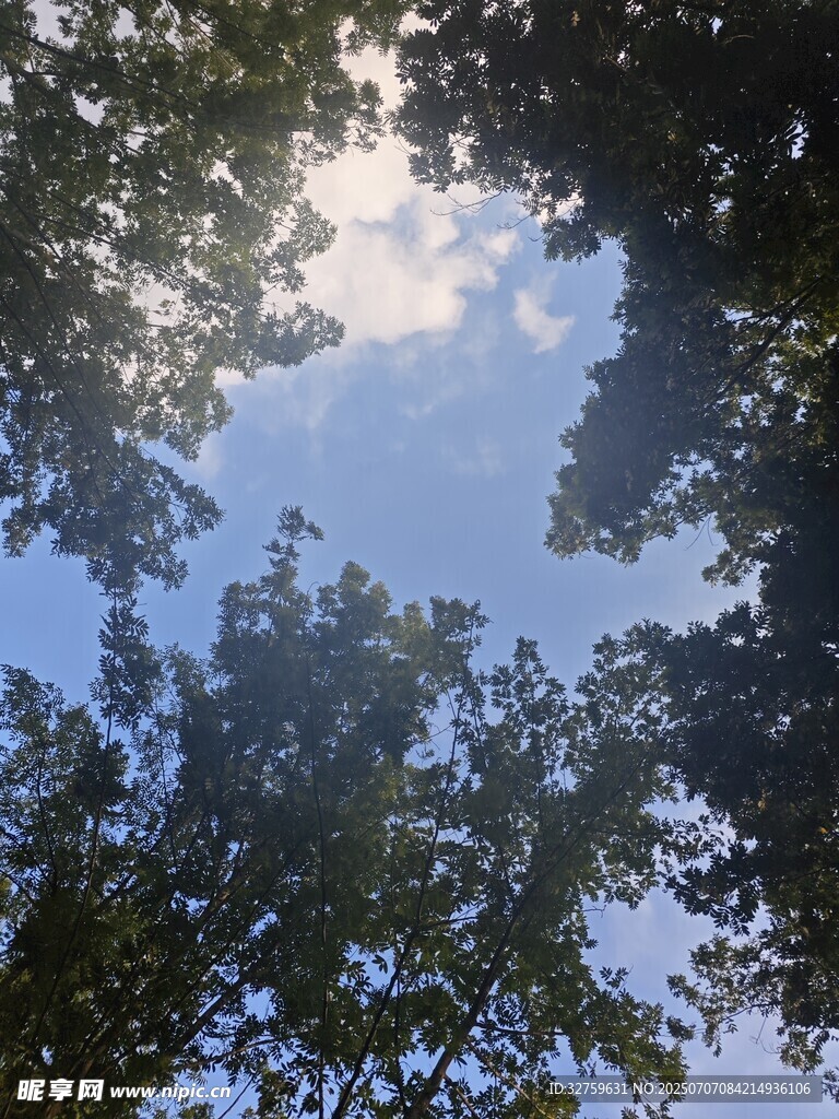 仰望树冠间的蔚蓝天空