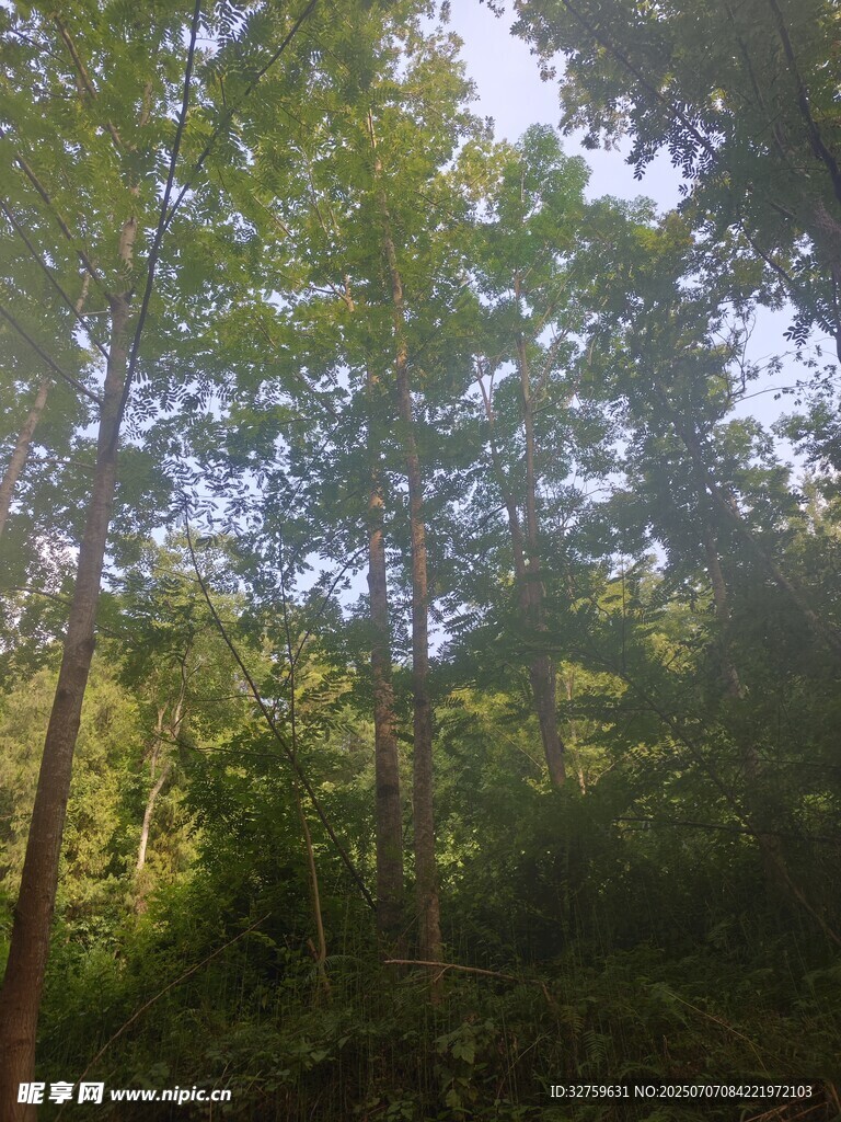阳光洒落的茂密森林