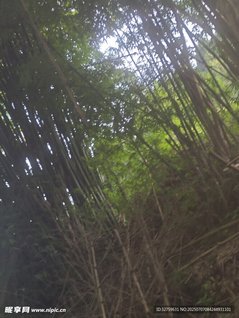茂密竹林间的阳光洒落