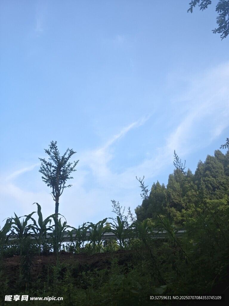 蓝天绿树间的挺拔孤树