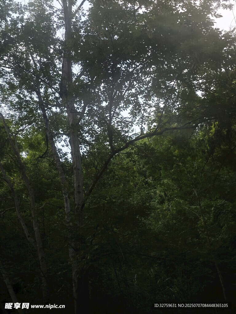 阳光穿透树林的静谧景象