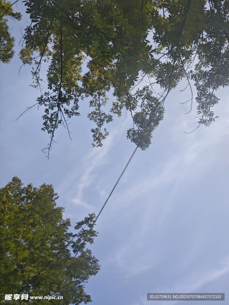 仰视绿树间的蓝天