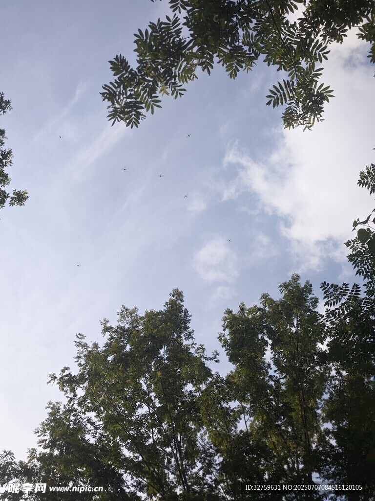 仰望树梢间的蓝天白云