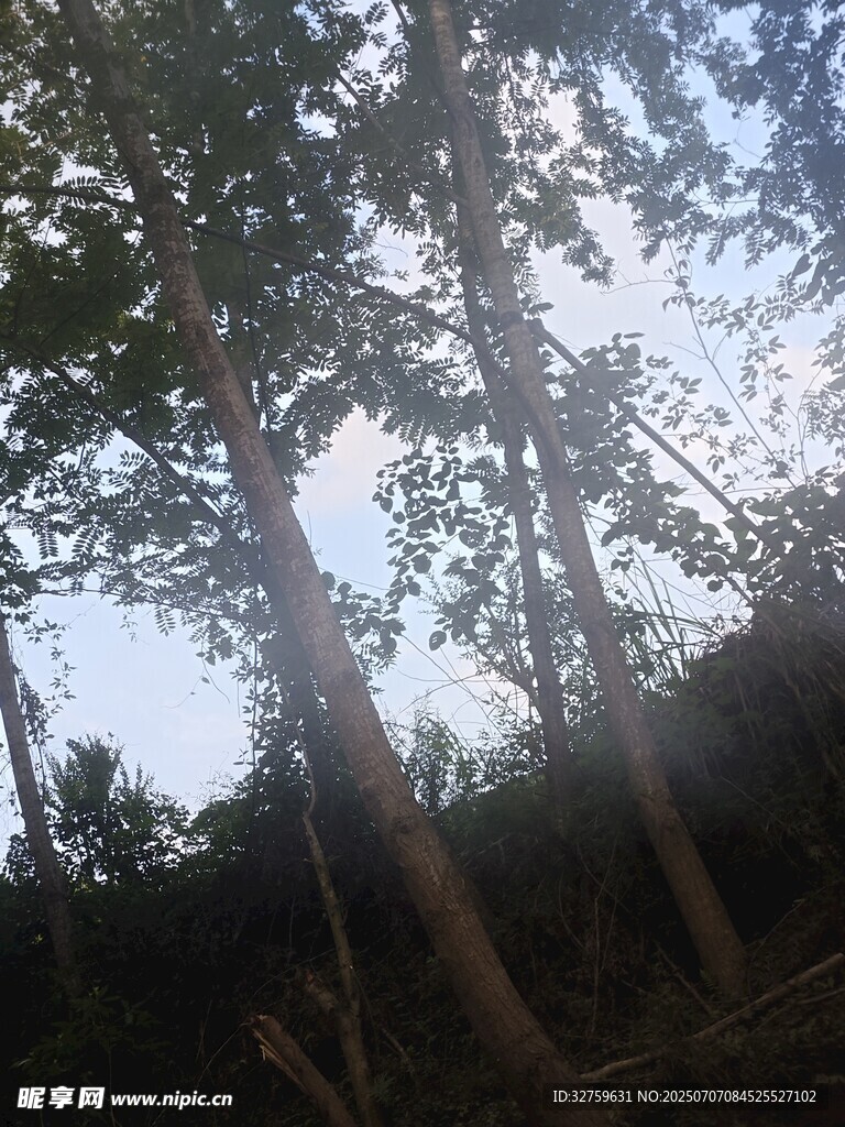 仰视茂密树林中的树木