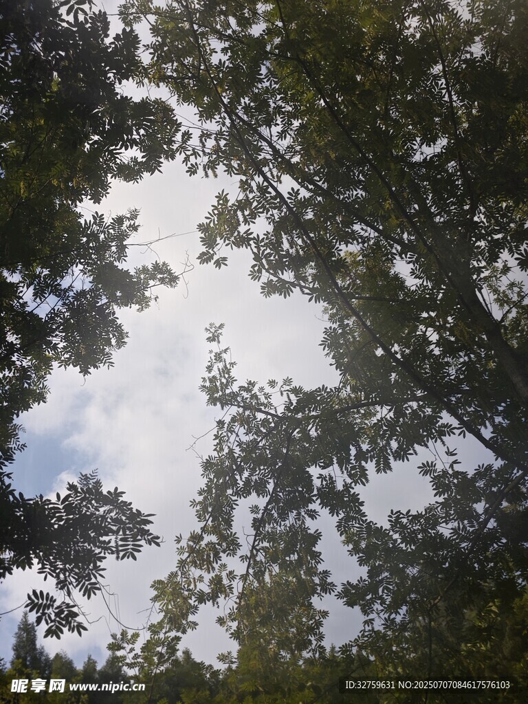 仰视树冠与天空景象