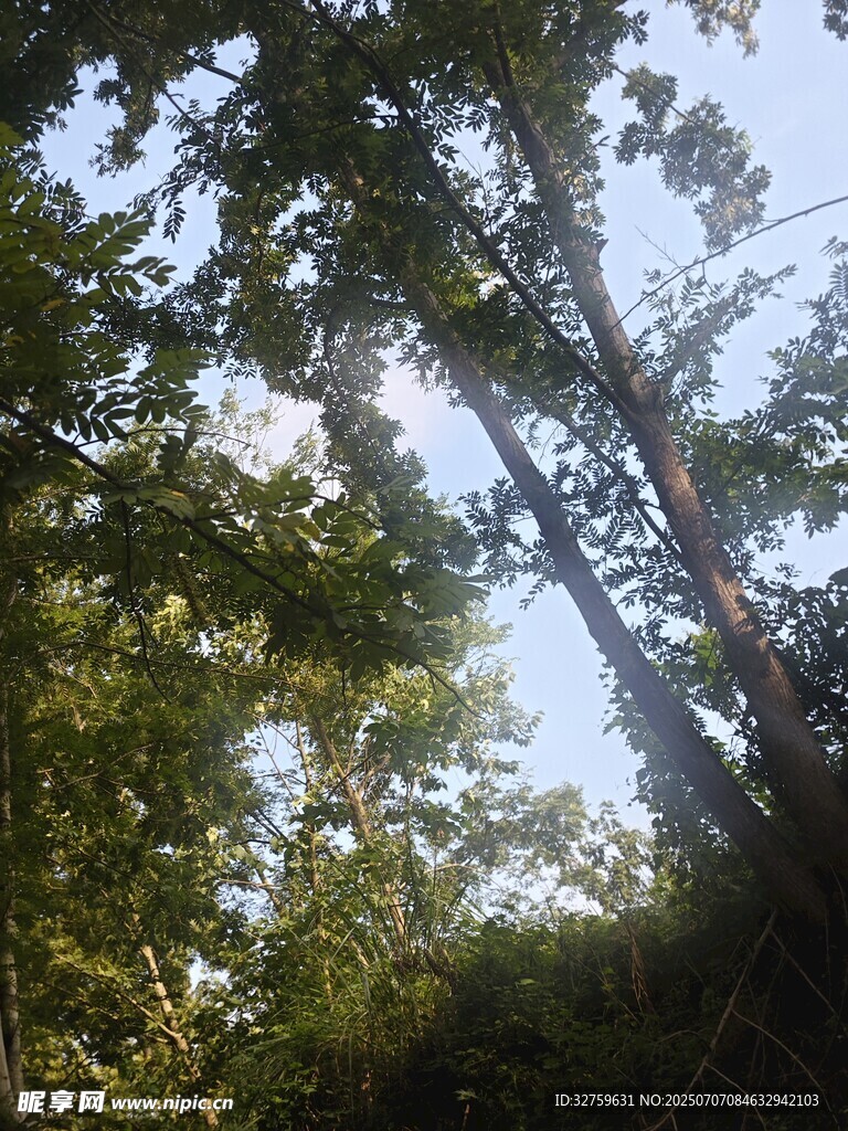 仰视林间枝叶与天空