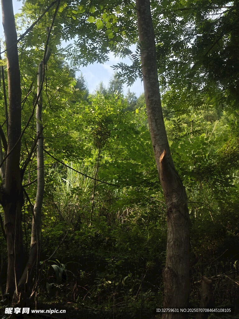 茂密树林中的葱郁景象