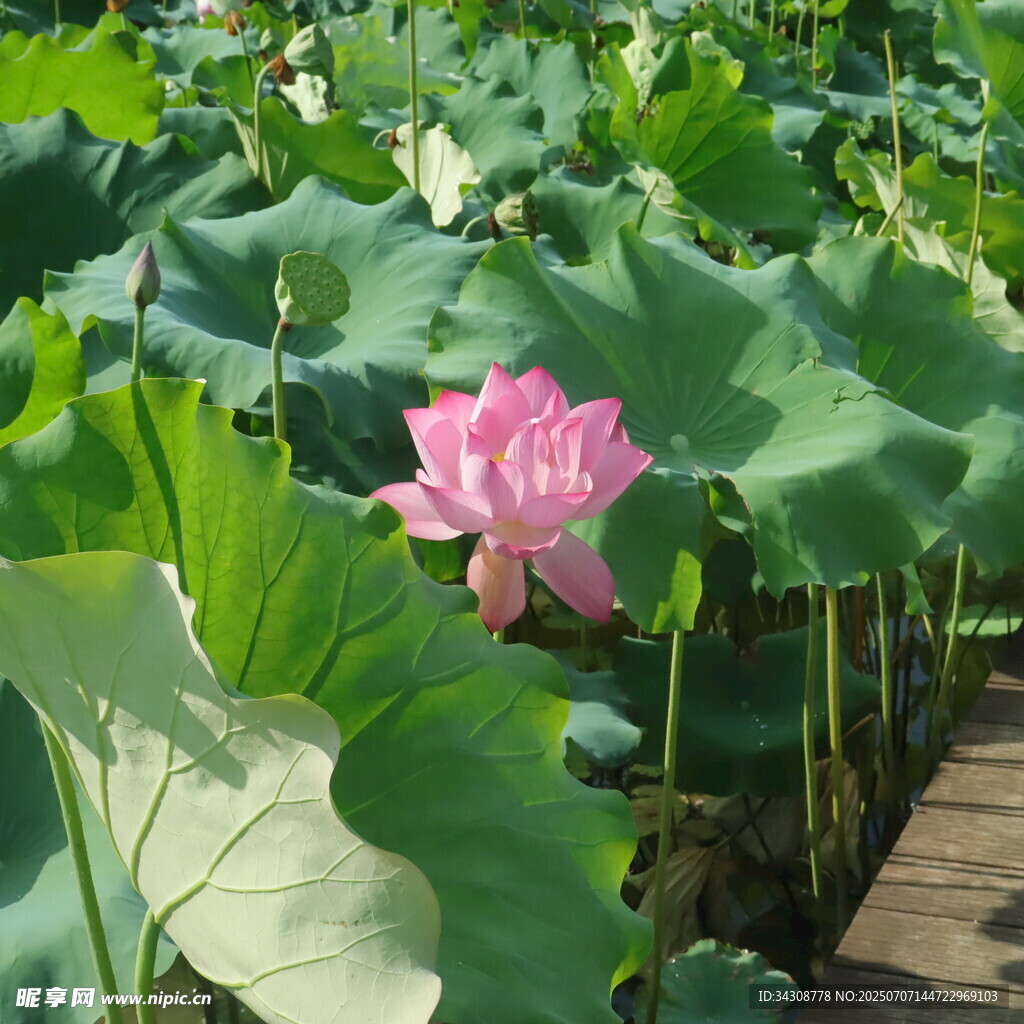 荷花