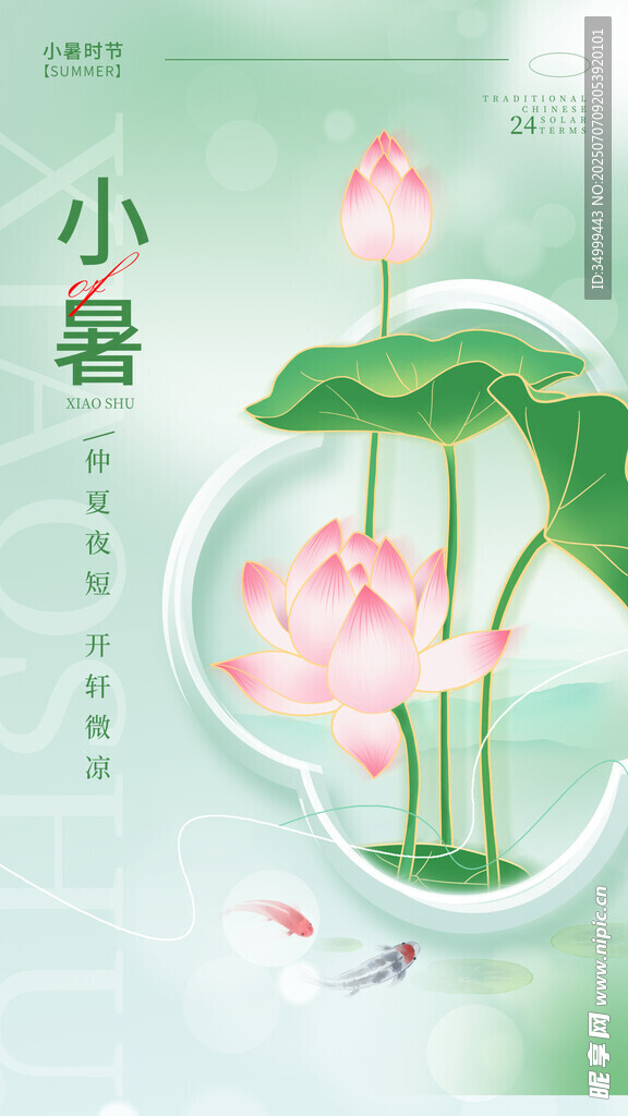 小暑时节荷花绽放图景